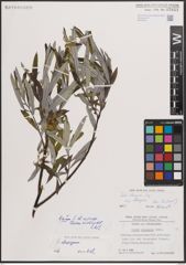 Foto von Salix eleagnos Scop.